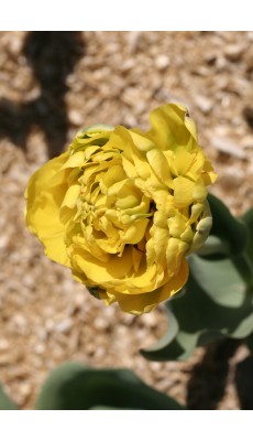YELLOW POMPENETTE
